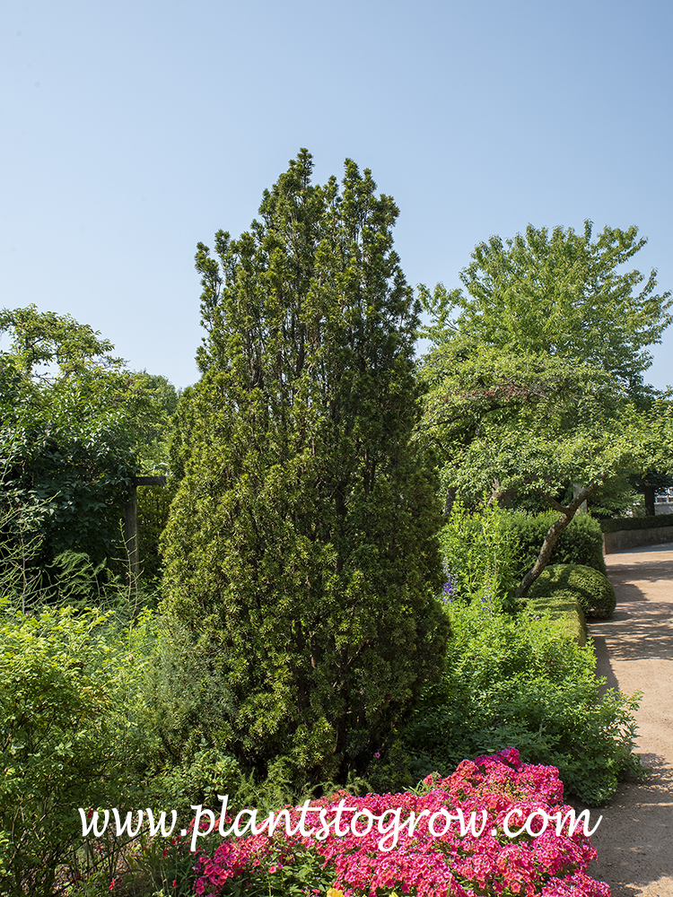 Sentinalis Yew (Taxus)